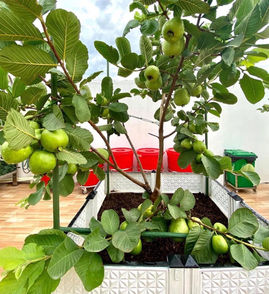 Tuyển chọn 8 cây ăn trái trồng chậu dễ chăm sóc ra quả quanh năm #46 Tuyển chọn 8 cây ăn trái trồng chậu dễ chăm sóc ra quả quanh năm